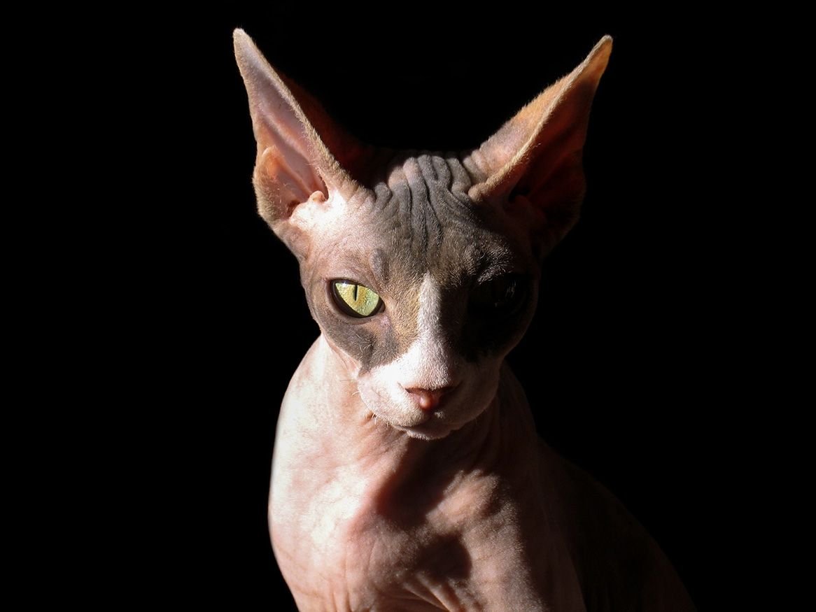 A Sphynx cat with green eyes in dramatic lighting, half its face in shadow against a black background.