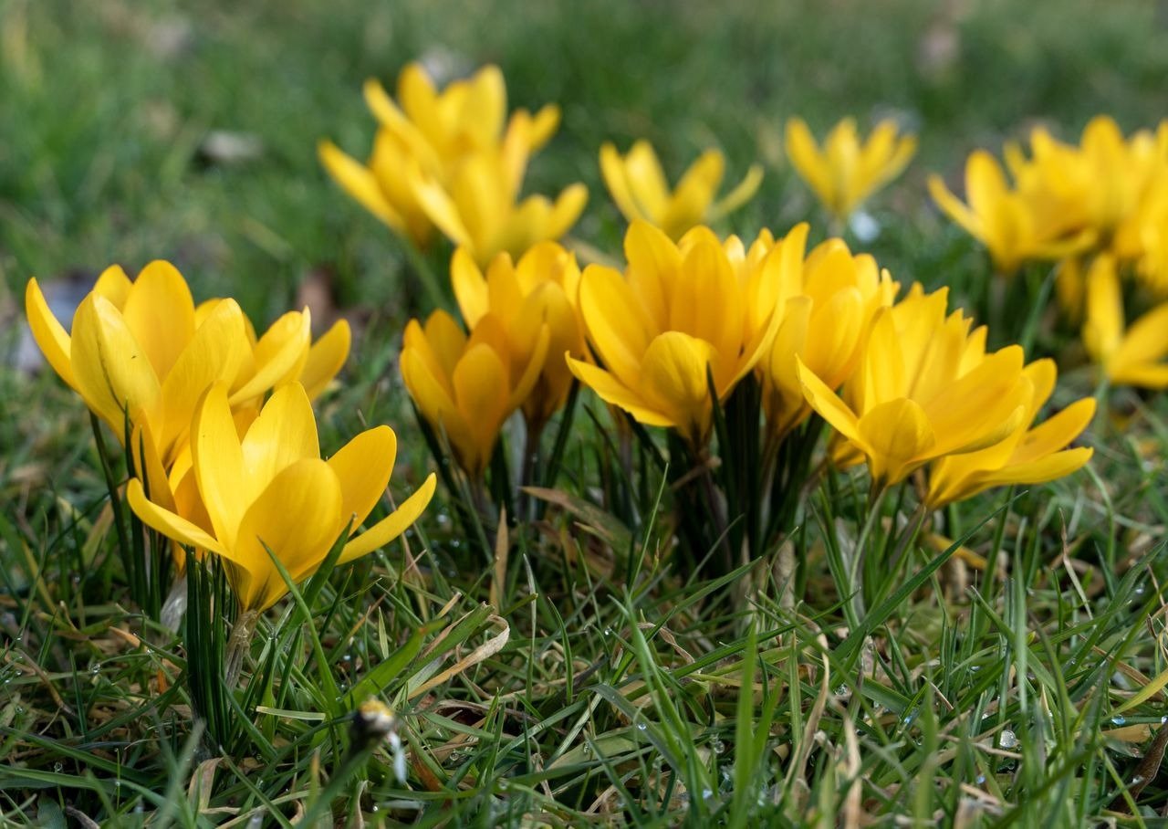 Tight cluster of yellow crocuses blooming in a lawn