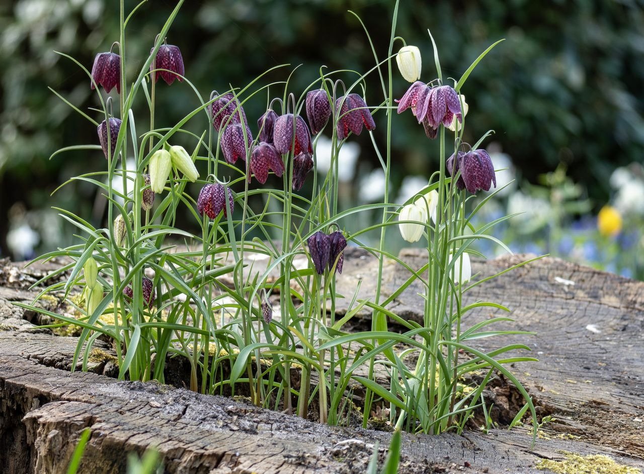 Purple and white bell-shaped spring flowers growing in a hollow log