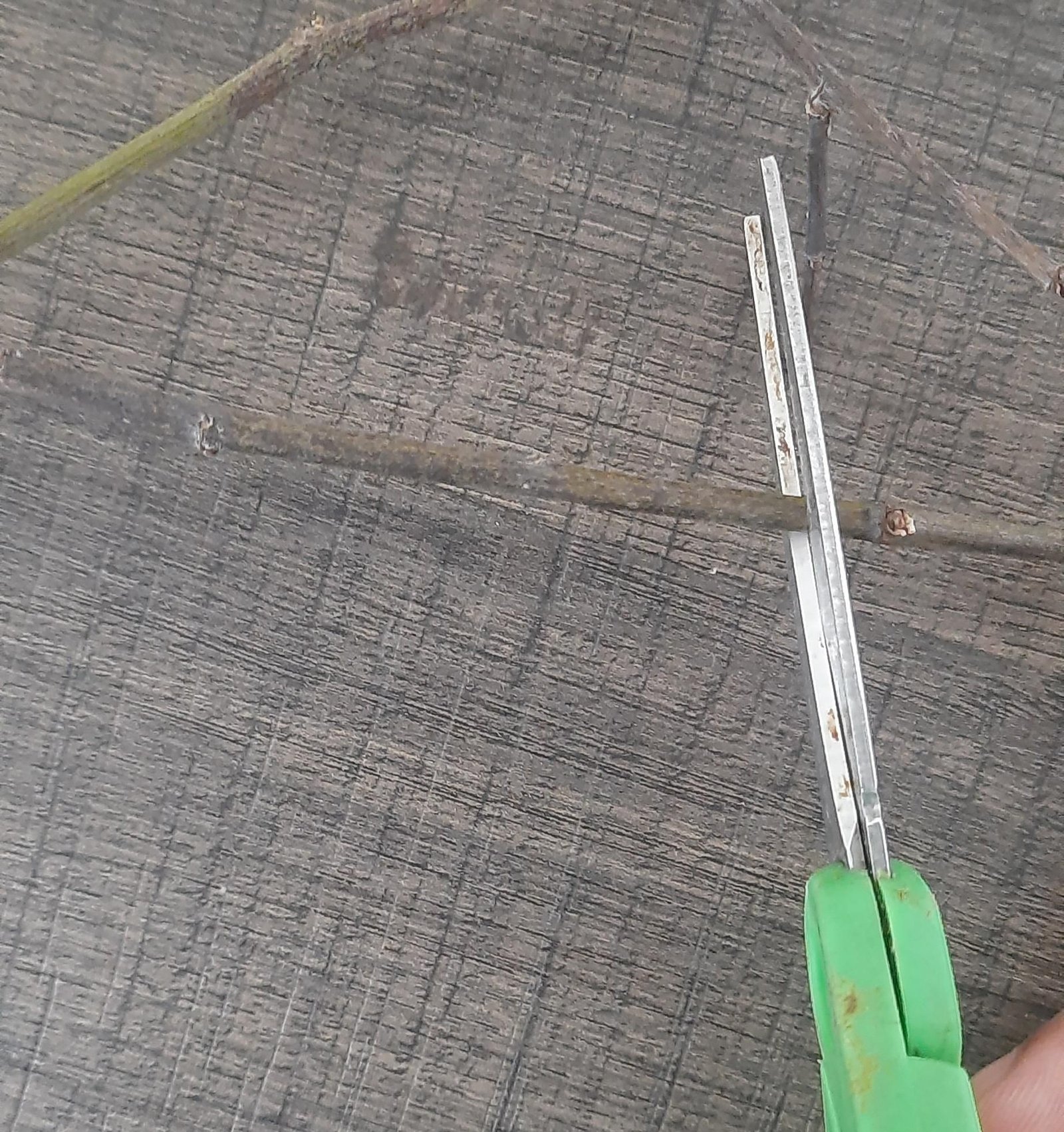 A thin natural branch being trimmed to size with scissors